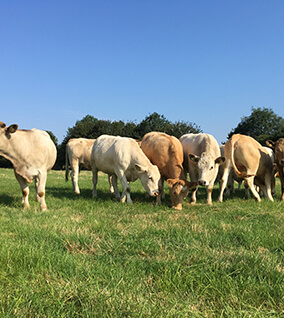 Manor Farm - Commercial Cattle (Livestock)