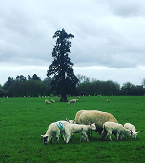 Manor Farm - Lambs (Livestock)